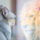 Cat,Looking,At,Mirror,And,Sees,Itself,As,A,Lion.